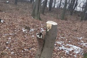 Băiat de 16 ani amendat de poliţişti pentru tăierea a doi copaci