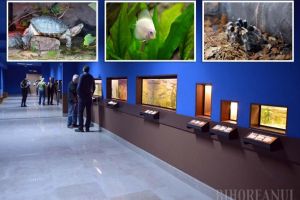 E gata vivariul de la Muzeu: Sunt expuse insecta-băţ, dragonul bărbos şi tarantula cu genunchii roşii (FOTO/VIDEO)