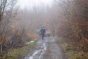 Hoţi de lemne, amendaţi de jandarmii bistriţeni