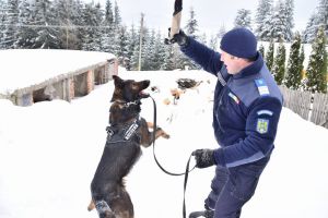Faceţi cunoştinţă cu SIZ! Jandarmul canin, care salvează vieţi