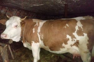 I-a furat vaca şi a vrut să o vândă