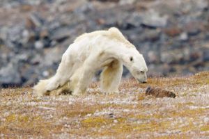 Urşii polari, în pericol
