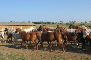 Orasul Ovidiu va avea hipodrom. Cine este investitorul si ce a solicitat de la APM Constanta