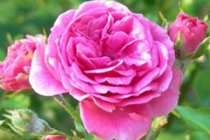 Romania a importat trandafiri in valoare de 16,68 milioane euro, in primele 11 luni ale anului trecut