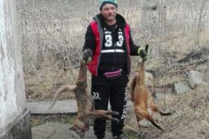 ATACUL ANIMALELOR. Ce a păţit un ORAȘ ÎNTREG din cauza unei familii de VULPI