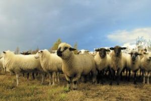Sprijin financiar pentru promovarea produselor din fermele de ovine