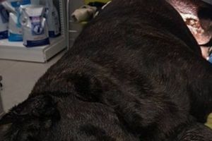 A fost prins tânărul care TORTUREAZĂ câini