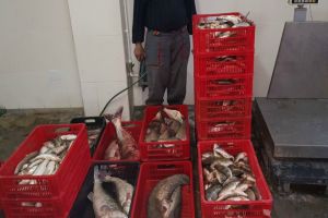 Peste jumatate de tona de peste confiscata de politistii de frontiera din cadrul Garzii de Coasta de la suspecti de braconaj 