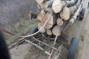 Material lemnos confiscat de poliţişti