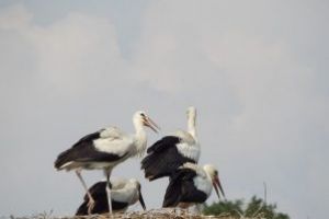 Mureş: O barză inelată acum 6 ani oferă informaţii inedite despre migraţia acestor păsări