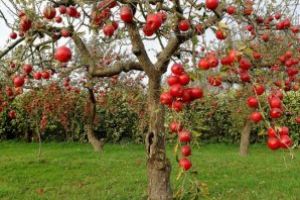 1500 de puieţi de pomi fructiferi autohtoni, oferiţi anul acesta, prin programul „Un pom pentru generaţia următoare”