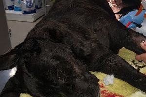 Individul care a schingiuit un caine in comuna Giroc a fost identificat si chemat la politie pentru audieri