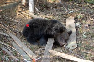 Jandarmii au dreptul, prin lege, de a folosi arme tranchilizante, însă nu au încă nici una