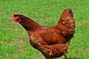 CHINA. S-a confirmat PRIMUL caz de GRIPĂ AVIARĂ. PANICĂ la nivel MONDIAL!