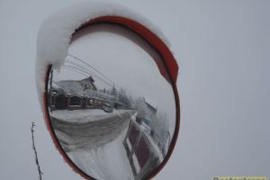 Bacăul pudrat în alb