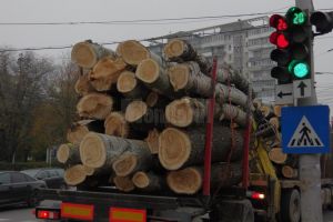 121 mc lemn lucru răşinoase, confiscaţi de Garda Forestieră, la Moldoviţa