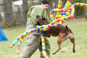 Oradea găzduieşte Cupa Braveheart Oradinum, cel mai mare eveniment Mondioring organizat vreodata în România!
