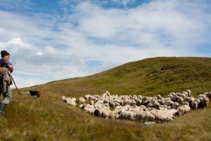România va putea exporta lână şi mohair în Africa de Sud