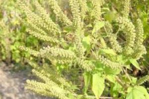 Amenzi şi pentru ambrozie!