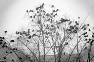 Deştepte, dar prea multe… Ciorile, cel mai mare poluator natural al Vasluiului