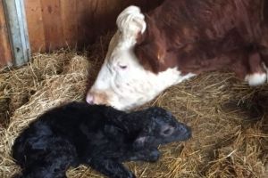 Viţel din celebra rasă de carne Wagyu, conceput prin embriotransfer la Semtest BVN Mureş