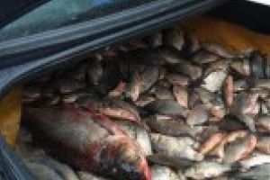 Un barbat din comuna Galbenu a fost prins cu 33 kg de peste in portbagaj