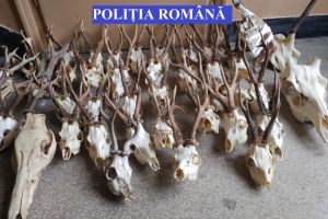 Descinderi la suspecti de braconaj cinegetic care ar fi vanat, in mod ilegal, trei exemplare din specia urs brun