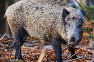 Bărbat cercetat de poliţişti pentru braconaj cinegetic