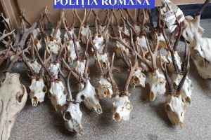 FOTO: Percheziţii la persoane bănuite de braconaj cinegetic! Prejudiciul, estimat la 120.000 de euro!