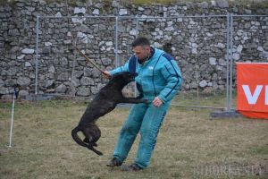 Campionatul câinilor isteţi: Cupa Braveheart Oradinum, cel mai mare concurs de mondioring din ţară, în şanţul Cetăţii (FOTO/VIDEO)