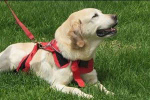 CAZ incredibil. Un câine a SUPRAVIEȚUIT în mod miraculos după ce PATRU TRENURI au trecut peste el