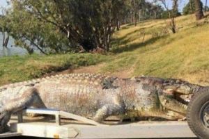 Amendat cu 10.000 de dolari după ce a împuşcat un crocodil în vârstă de 100 de ani