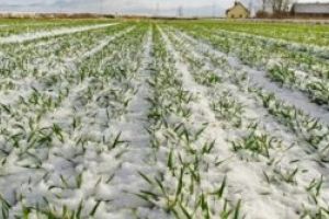 Ministrul Agriculturii: Starea de vegetaţie a culturilor este bună; avem o problemă la rapiţă în partea de sud a ţării
