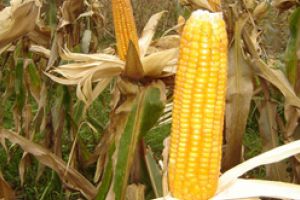 Consiliul Judeţean a stabilit preţul mediu al produselor agricole la care arenda se exprimă în natură, pentru anul 2018