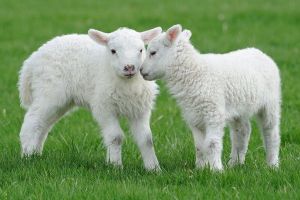 Bărbat din judeţul Constanţa cercetat pentru înşelăciune după ce a achiziţionat miei de la persoane din zona Aiudului şi nu i-a mai plătit