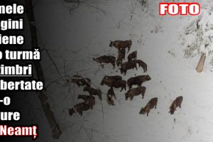 Primele imagini aeriene cu o turmă de zimbri în libertate într-o pădure din Neamţ