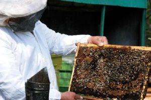 Stuparii din Mureş invitaţi la Bal!