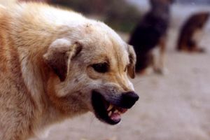 Primăria Galaţi, bună de plată în cazul unui bărbat muşcat de un câine comunitar