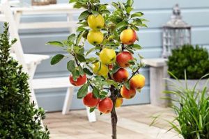 Livada de pe balcon şi legumele la ghiveci. În luna Martie poţi începe un proiect frumos şi sănătos