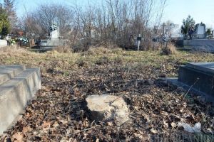 Defrişare ilegală! Garda de Mediu Bihor a sistat 