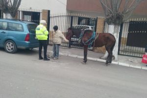 Constanta:Actiuni ale politistilor locali. Conducatorii de vehicule cu tractiune animala, sanctionati  