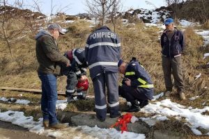 Câine căzut în canal, salvat de pompierii bistriţeni (FOTO-VIDEO)