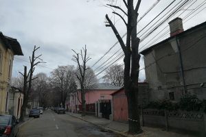 Concluzie îngrijorătoare a Comunităţii Curăţăm Galaţiul: copacii se taie necugetat!