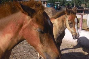 MAFIA HOȚILOR DE CAI. Sute de cabaline SACRIFICATE ILEGAL. Pericol pentru populaţie