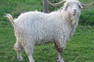 Doi ROMÂNI, acuzaţi că au CĂSĂPIT o CAPRĂ de Angora la grădina zoologică din Berlin 