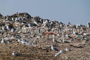 Tariful de salubrizare platit de firmele din Constanta, majorat. Ce spune SC Tracon SRL, care administreaza groapa de gunoi de la Ovidiu (document) 