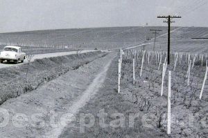 Ce a fost şi nu mai este. Valea plângerii – lacrima strugurelui
