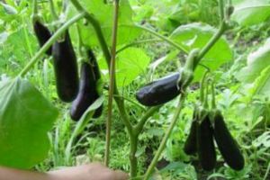 Curs de lucrător în cultura plantelor, la Târgu Secuiesc