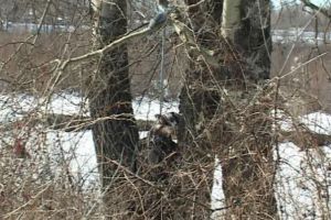 DÂMBOVIȚA: Adolescent găsit spânzurat într-o pădure