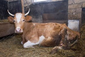 Familia cu cinci copii din Călineşti-Enache a cărei agoniseală a ars într-un incendiu, ...